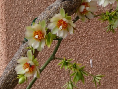 Pereskia aculeata 12.JPG