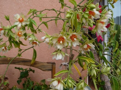 Pereskia aculeata 10.JPG