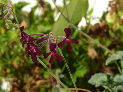 Pelargonium sidoides.jpg