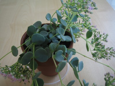 Pflanze IMG_003.JPG