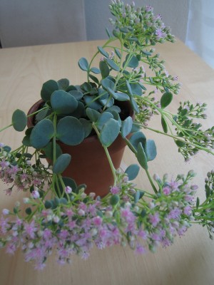 Pflanze IMG_001.JPG