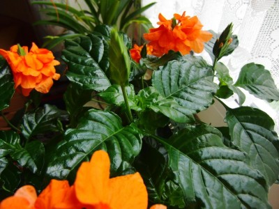 Crossandra Fortuna.jpg