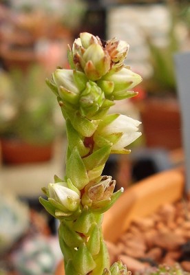 Villadia imbricata (3).jpg