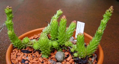 Villadia imbricata (2).jpg