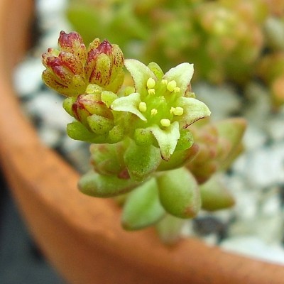 Sedum 2009-281 (3).jpg