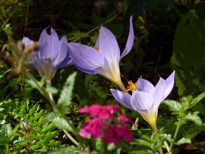 Crocus sepciosus.jpg