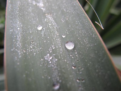 Yucca.JPG