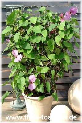 dalechampia_spathulata_2_-_digi.jpg