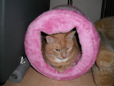 Motte in der Rolle.JPG