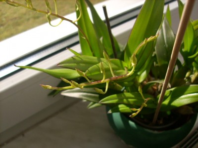 Neues aus dem Garten 003.jpg