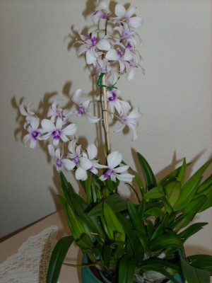 Aber sie sieht super aus.jpg