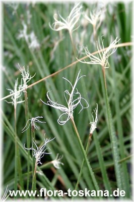 dasylirion_acrotrichum_2_-_digi.jpg