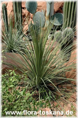 dasylirion_acrotrichum_1_-_260705.jpg