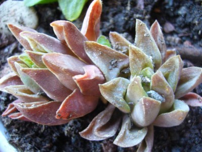 Haworthia_xyz2.jpg