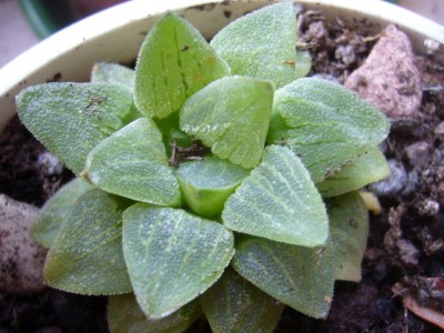 Haworthia_xyz.jpg