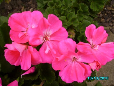 Oktober 2010 012.jpg