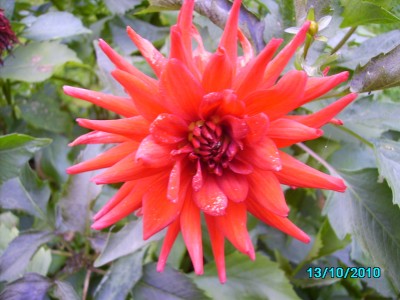 Oktober 2010 011.jpg