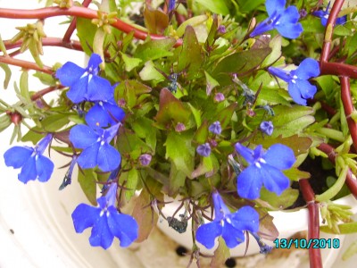 Oktober 2010 008.jpg