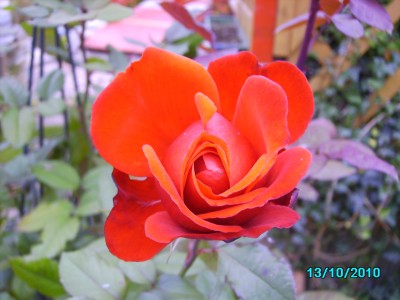 Oktober 2010 007.jpg