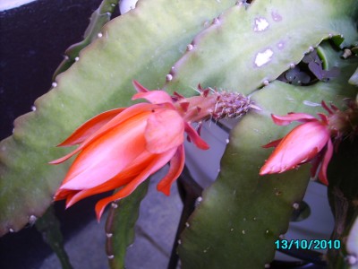 Oktober 2010 003.jpg