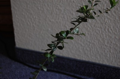 DSC_0882.JPG