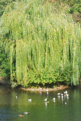 Herbstzauber 040yy.jpg