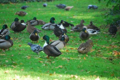 Herbstzauber 036yy.jpg