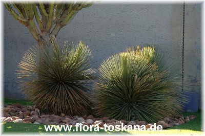 dasylirion_longissimum_2_-_280905.jpg