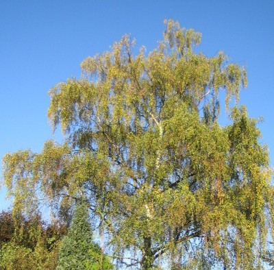 20101010_0001.JPG