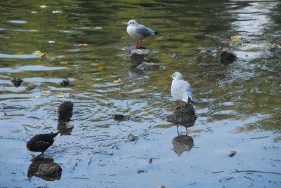 Herbstzauber023yy.jpg