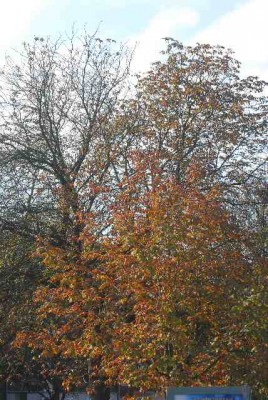 Herbstzauber008yy.jpg