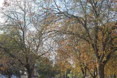 Herbstzauber007yy.jpg