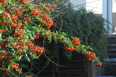 Herbstzauber006yy.jpg