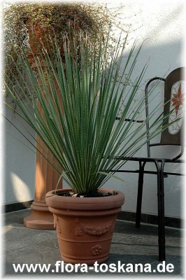 dasylirion_serratifolium_das-612_2_-_290505.jpg