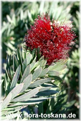 callistemon_viminalis_captain_cook_2_120304.jpg