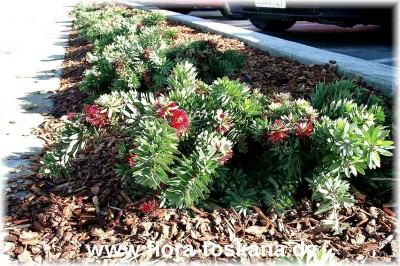 callistemon_viminalis_captain_cook_ganz_-_digi.jpg