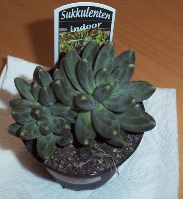 2010-10-12 - Pflanzen 002.jpg