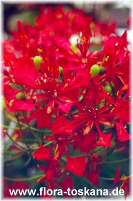 delonix_regia_bluete_-_dia.jpg