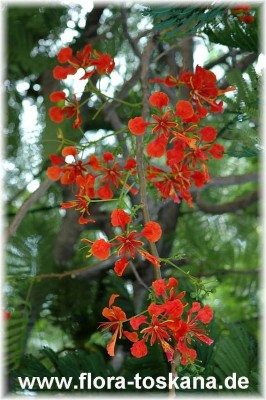 delonix_regia_10_-_041106.jpg