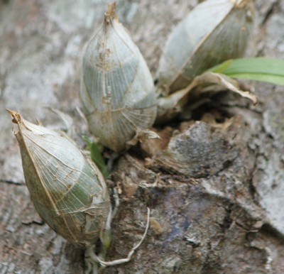 Orquídea desconocida, 2010_10_13_2566.JPG
