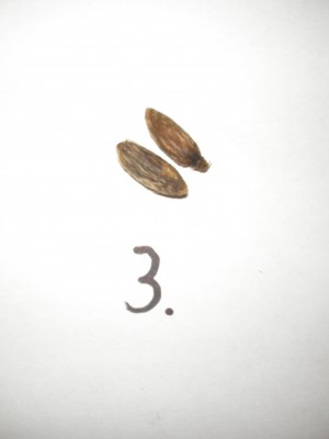 Palmen Mix 3.JPG