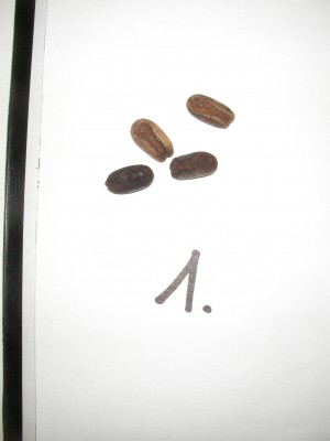 Palmen Mix 1.JPG