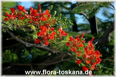 delonix_regia_6_-_041106.jpg