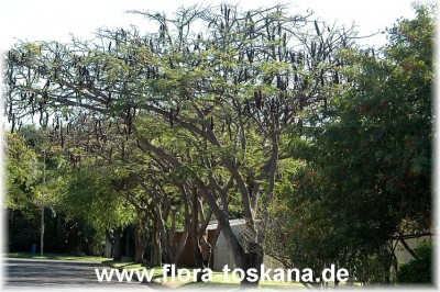 delonix_regia_2_-_280905.jpg