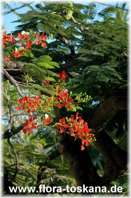 delonix_regia_1_-_041106.jpg
