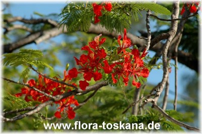 delonix_regia_4_-_041106.jpg