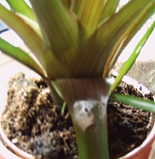 guzmania1.jpg