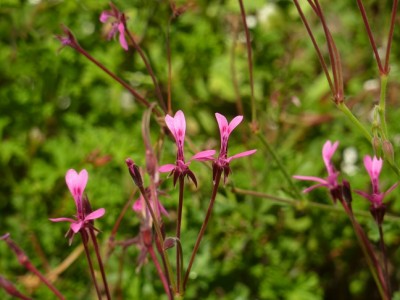 Pelargonium dimeieri.jpg