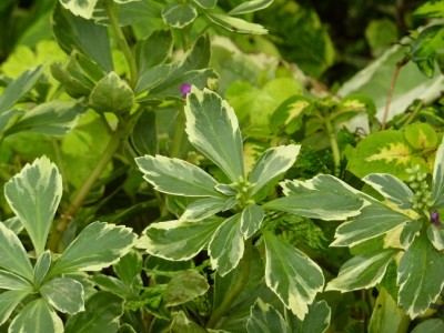 Pachysandra.jpg