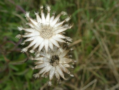 Carlina vulgaris.JPG